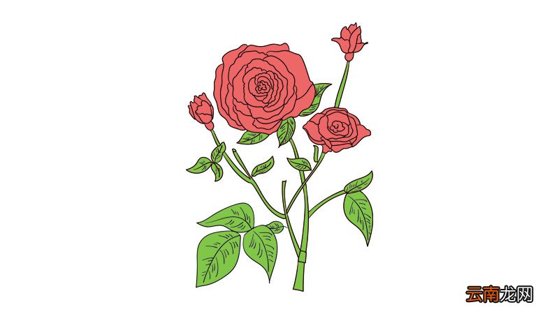 母亲节花简笔画教程母亲节花简笔画画法