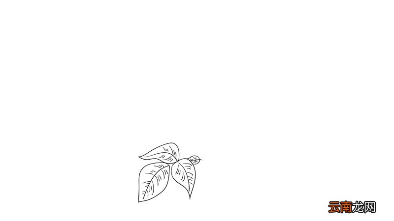 母亲节花简笔画教程母亲节花简笔画画法