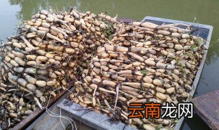 藕苗怎么储存 荷花藕根冬季保存方法分享