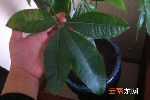 发财树叶子撑不开