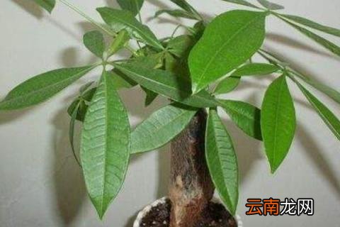 发财树叶子撑不开