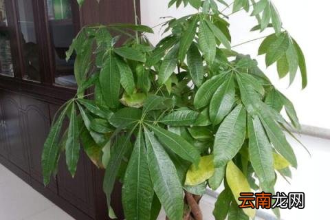 发财树叶子变黄