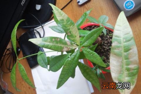发财树烂根后锯掉扦插