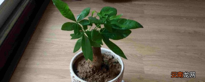 发财树烂根后锯掉扦插