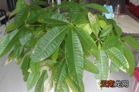 发财树浇水原则