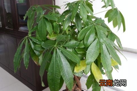 发财树浇水原则