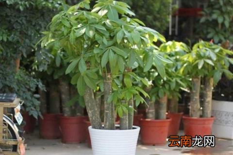 发财树养护