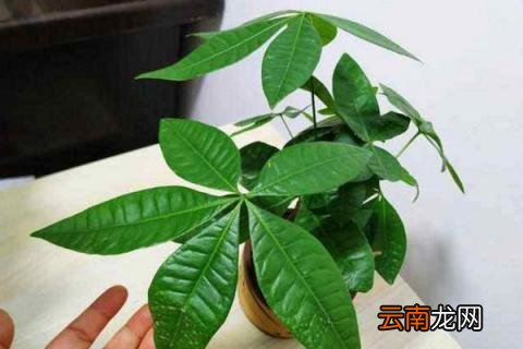 发财树养护
