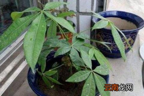 发财树的修剪