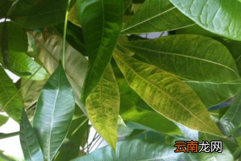 发财树叶子卷曲是什么原因