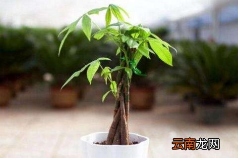 发财树修剪方法