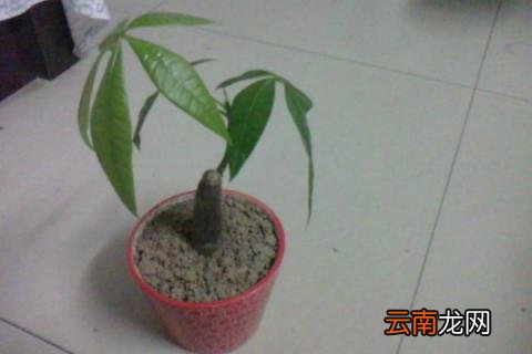 发财树修剪方法