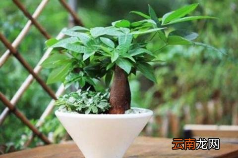 发财树生虫子怎么办