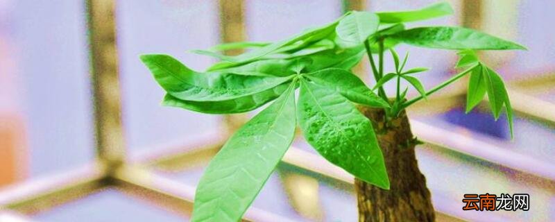 发财树怎样增加芽眼