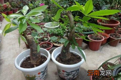 发财树怎样增加芽眼