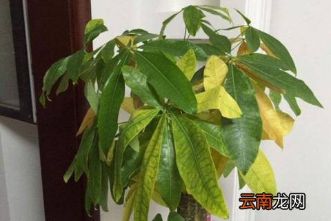 发财树新叶子卷曲打皱
