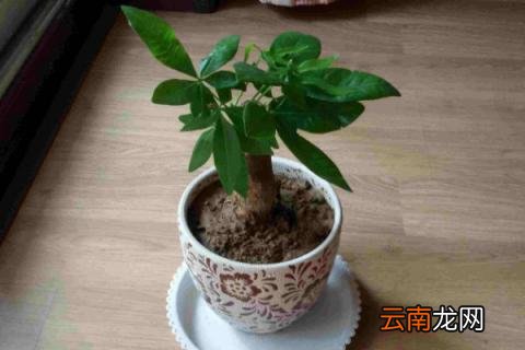 发财树冬天怎么保暖
