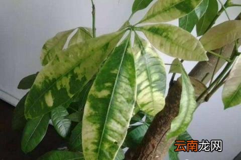 发财树树叶发黄怎么办