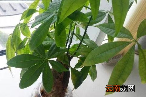 发财树树叶发黄怎么办