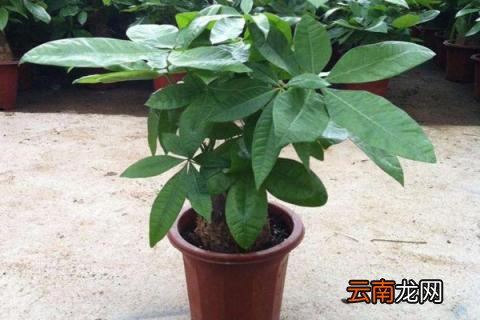 发财树施肥的正确方法