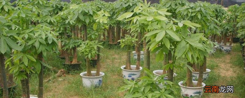 发财树施肥的正确方法
