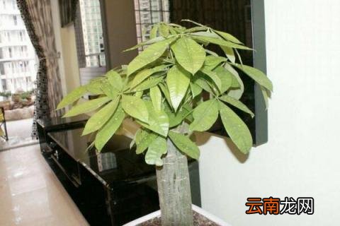 发财树皮腐烂怎么救