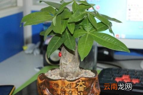发财树皮腐烂怎么救