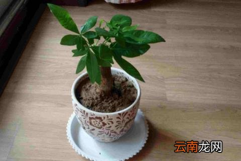 发财树的繁殖方法