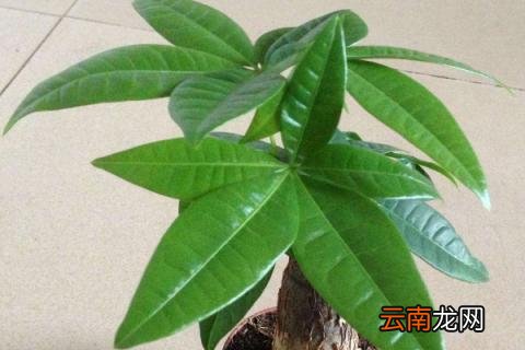 发财树主干腐烂怎么办