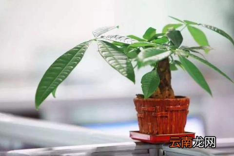 发财树主干腐烂怎么办