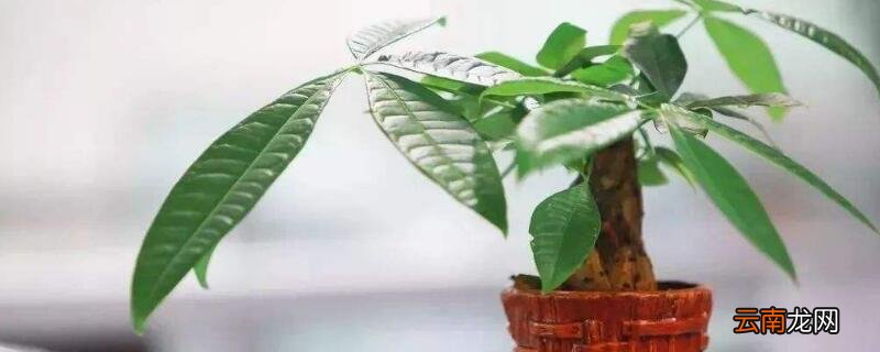 发财树怎么养才茂盛