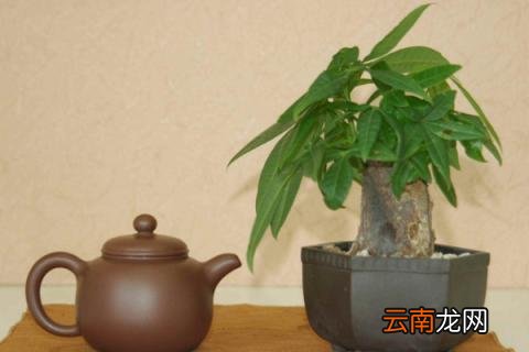 怎样养发财树不会死