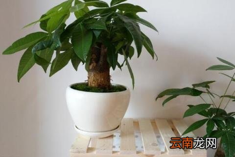 怎样养发财树不会死