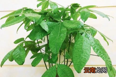 发财树怎么施肥