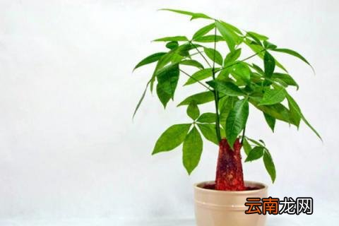 发财树怎么施肥