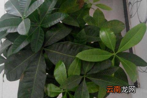 发财树怎么扦插生根快
