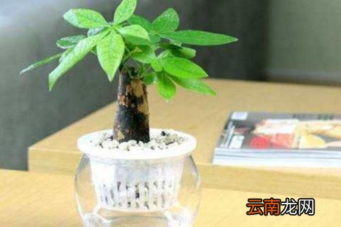 水养发财树叶子变黄