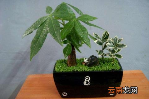 发财树叶子发黄有斑点
