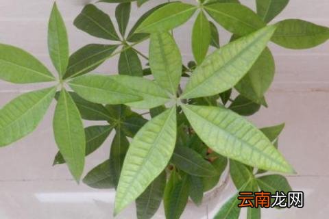发财树冬天怎么浇水