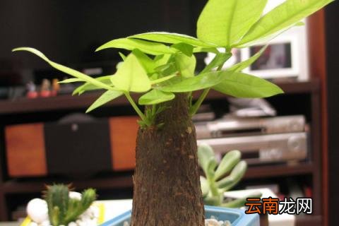发财树冬天怎么浇水