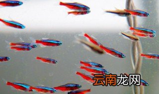 什么叫观赏鱼定水 观赏鱼定水介绍