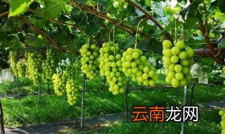 阳光玫瑰葡萄简介 阳光玫瑰葡萄介绍