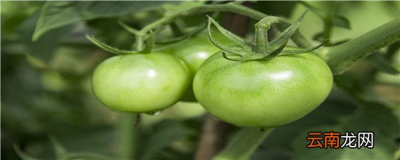 西红柿僵果补救方法