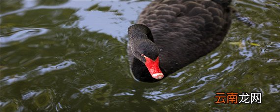 黑天鹅是国家几级保护动物