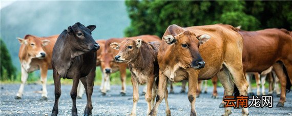 牛几月份耕地犁田