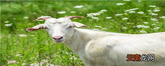 酒糟养羊的正确喂法