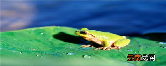 如何养殖青蛙