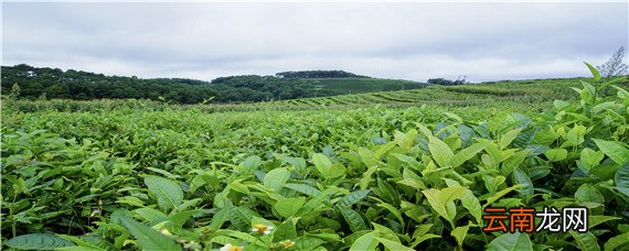 小乔木型茶树的基本特征是