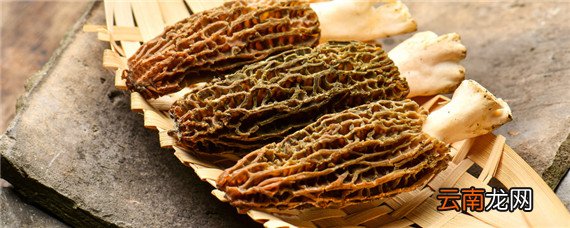 野生羊肚菌生长在什么环境中