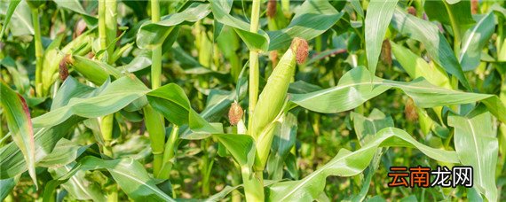 mc703玉米种子详细介绍